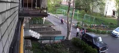 В Петрозаводске управляющая компания спилит все деревья во дворе, где береза упала на женщину - stolicaonego.ru - Петрозаводск