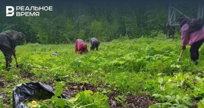 В Казани активисты собрали два мешка борщевика - realnoevremya.ru - Москва - Санкт-Петербург - Швейцария - респ. Татарстан - Казань - респ. Удмуртия - Ярославль - Калининградская обл. - Архангельская обл. - Ижевск