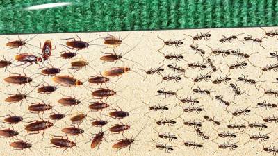 1000 тараканов против 1000 муравьев: Эксперименты - techno.bigmir.net