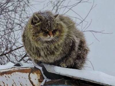 ВЕЧЕРНИЙ РАССКАЗ «КОТ» - skuke.net