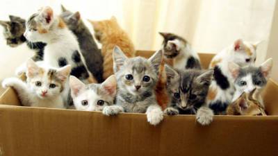 В одесской квартире заморили голодом три десятка котят (видео 18+) - odessa-life.od.ua