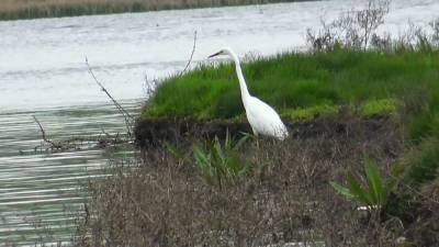Александр Лукашенко - Светлана Тихановская - "Птичий" баланс между экологией и экономикой - ru.euronews.com - Молдавия - Румыния - Литва - Мадрид - Экология