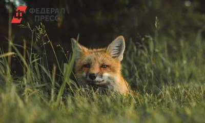Как распознать бешенство у животного: инструкция биолога - fedpress.ru - Москва