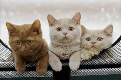 Экзотерики рассказали, что окрас кошек способен влиять на жизнь хозяев - vm.ru