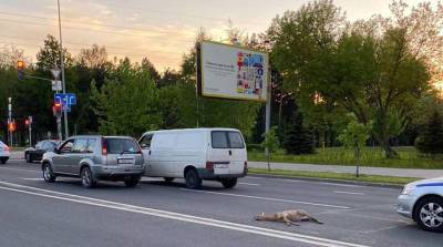 В Минске под колеса автомобиля "Ниссан" попала косуля - belta.by - Минск