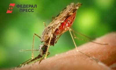 Россиянам объяснили, как защититься от укусов комаров - fedpress.ru - Москва