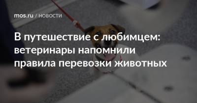 В путешествие с любимцем: ветеринары напомнили правила перевозки животных - mos.ru - Москва