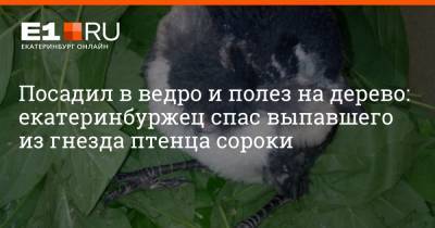 Посадил в ведро и полез на дерево: екатеринбуржец спас выпавшего из гнезда птенца сороки - e1.ru - Екатеринбург