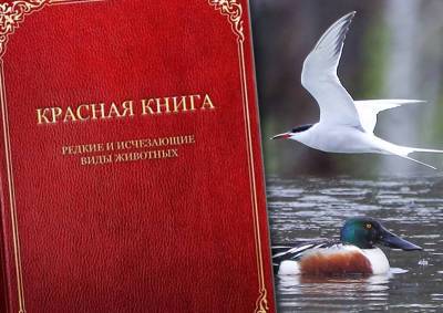 В Битцевском лесу зафиксировали 14 видов краснокнижных птиц - mskgazeta.ru - Москва