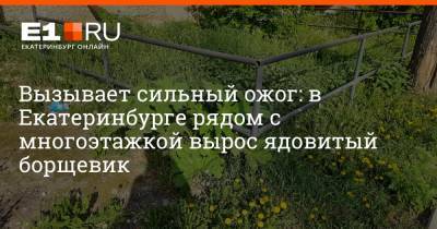 Вызывает сильный ожог: в Екатеринбурге рядом с многоэтажкой вырос ядовитый борщевик - e1.ru - Екатеринбург