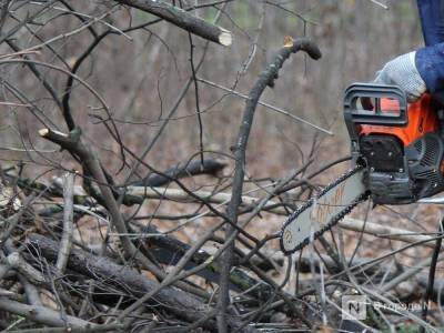 Неизвестные спилили столетний клен в Нижнем Новгороде - vgoroden.ru - Нижний Новгород - Арзамас - Экология