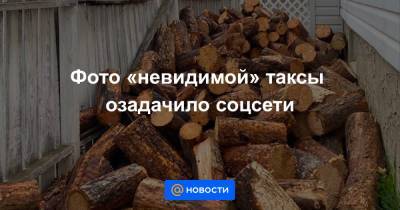 Анна Лысенко - Фото «невидимой» таксы озадачило соцсети - news.mail.ru