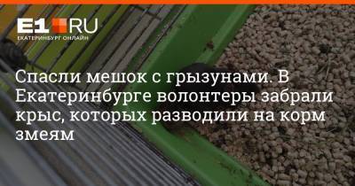 Спасли мешок с грызунами. В Екатеринбурге волонтеры забрали крыс, которых разводили на корм змеям - e1.ru - Екатеринбург