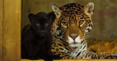 В Британии родилась самка редкого черного ягуара, находящегося под угрозой исчезновения - focus.ua - Англия