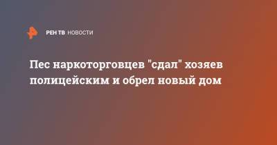 Пес наркоторговцев "сдал" хозяев полицейским и обрел новый дом - ren.tv - Бразилия