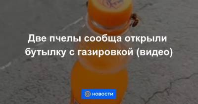 Анна Лысенко - Две пчелы сообща открыли бутылку с газировкой (видео) - news.mail.ru - Англия - Бразилия - Сан-Паулу