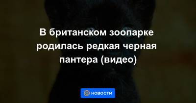 В британском зоопарке родилась редкая черная пантера (видео) - news.mail.ru
