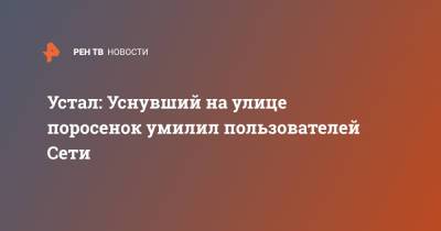 Устал: Уснувший на улице поросенок умилил пользователей Сети - ren.tv