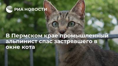 В Пермском крае промышленный альпинист спас застрявшего в окне кота - ria.ru - Пермь - Пермский край
