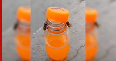 Две пчелы сообща открыли бутылку со сладкой газировкой - profile.ru - шт. Иллинойс - Сан-Паулу