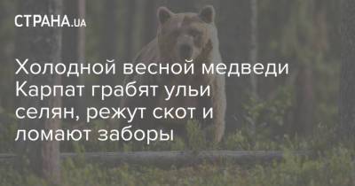 Холодной весной медведи Карпат грабят ульи селян, режут скот и ломают заборы - strana.ua - Украина