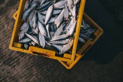 В России возникли проблемы с перевозкой рыбы с Дальнего Востока - lenta.ru - с. Дальний Восток
