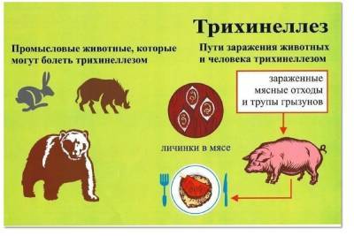 Костромские дачники и охотники, будьте внимательны - kostroma.mk.ru - Костромская обл.