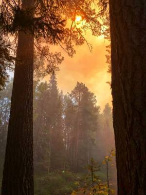 В ХМАО потушили все лесные пожары - znak.com - Югра - с. Всего