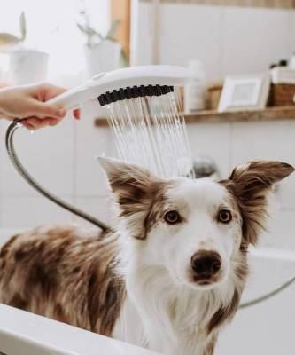 DogShower: первый ручной душ для собак от Hansgrohe - skuke.net