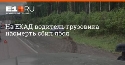 На ЕКАД водитель грузовика насмерть сбил лося - e1.ru - Екатеринбург - Свердловская обл.