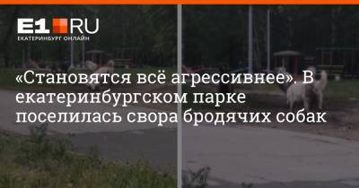 «Становятся всё агрессивнее». В екатеринбургском парке поселилась свора бродячих собак - e1.ru - Екатеринбург