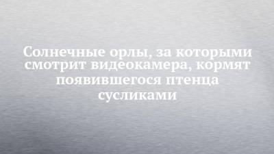 Солнечные орлы, за которыми смотрит видеокамера, кормят родившегося птенца сусликами - chelny-izvest.ru