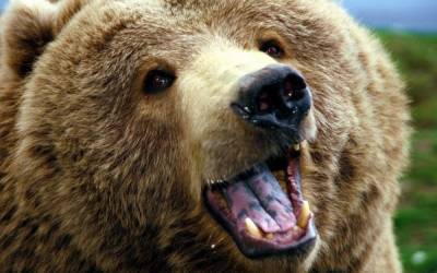 Медведь защитил сербскую гору Манячу от вояк НАТО - anna-news.info - Сербия - Босния и Герцеговина