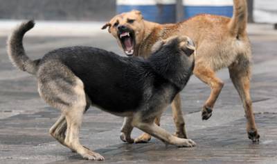 Следователи организовали проверку из-за нападения собак на на ребенка в Новомичуринске - 7info.ru - Новомичуринск - Нападение