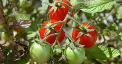 Чем обработать томаты во время цветения, чтобы собрать богатый урожай - skuke.net