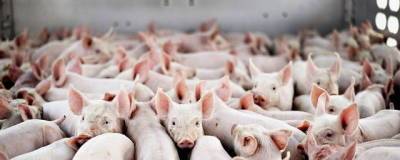 В России производство свиней за январь-апрель 2021 года увеличилось на 2,1% - runews24.ru - Воронежская обл. - Приморье край - Псковская обл. - Новосибирская обл. - респ. Марий Эл - Томская обл. - Тульская обл. - Брянская обл. - республика Мордовия