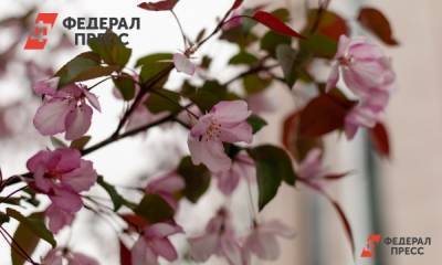 Регионы Юга и Кавказа приняли участие в акции «Сад памяти» - fedpress.ru - Крым - респ. Алания - респ. Адыгея - Кубань - Владикавказ - окр. Скфо
