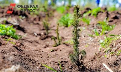 Александр Усс - Несколько тысяч саженцев сибирской ели посадили в Красноярском крае - fedpress.ru - Красноярский край - Красноярск - Вологодская обл. - район Емельяновский