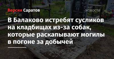 В Балаково истребят сусликов на кладбищах из-за собак, которые раскапывают могилы в погоне за добычей - nversia.ru - Иваново - район Балаковский