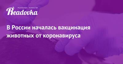 Юлия Мелано - В России началась вакцинация животных от коронавируса - readovka.ru - Интерфакс