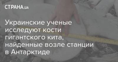Украинские ученые исследуют кости гигантского кита, найденные возле станции в Антарктиде - strana.ua - Антарктида
