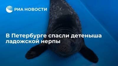 В Петербурге спасли детеныша ладожской нерпы - ria.ru - Россия - Ленинградская обл. - Санкт-Петербург