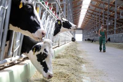 В Акмолинской области Казахстана будет запущена новая молочная ферма - trend.az - Казахстан - Акмолинская обл.
