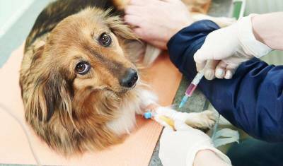 Юлия Мелано - Владельцы кошек и собак смогут сделать своим питомцам прививку против COVID-19 - newizv.ru
