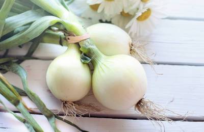 Украинским производителям озимого лука придется конкурировать с импортом - agroportal.ua