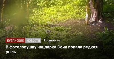 В фотоловушку нацпарка Сочи попала редкая рысь - kubnews.ru - Сочи - Краснодарский край