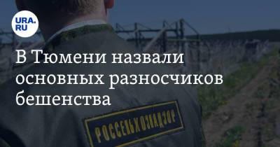 В Тюмени назвали основных разносчиков бешенства - ura.news - Тюмень - Тюменская обл.