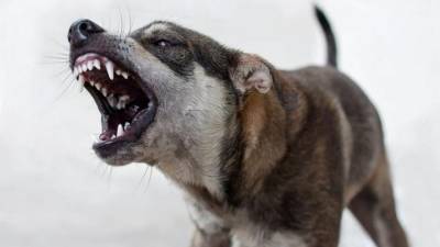 В Самаре местная жительница скончалась от укусов бродячих собак - vesti.ru - Самара - Новокуйбышевск
