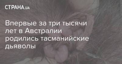 Впервые за три тысячи лет в Австралии родились тасманийские дьяволы - strana.ua - Австралия