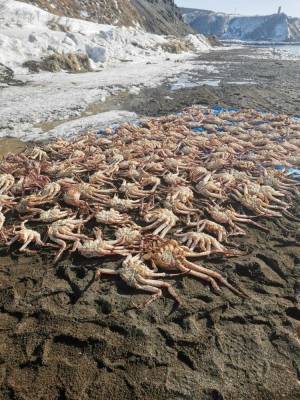 "Монерон" Пашова банкротят из-за миллиардных долгов за краба - sakhalin.info - Москва - Южная Корея - Япония